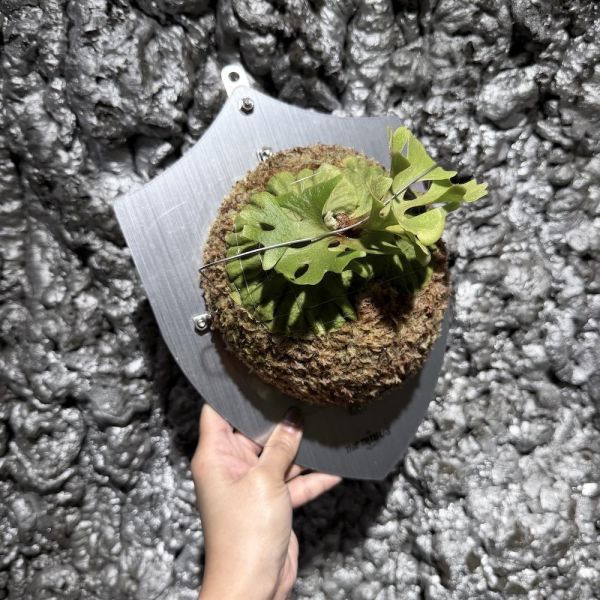 侏儒銀葉亞猴鹿角蕨 