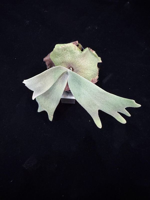 P. willinckii "Snow Lynx"