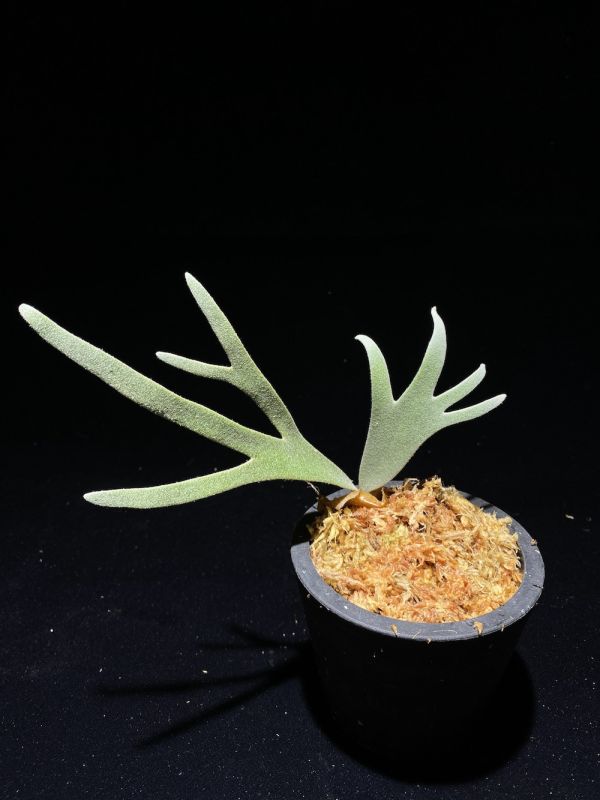 P. willinckii " Bateria " sporeling 