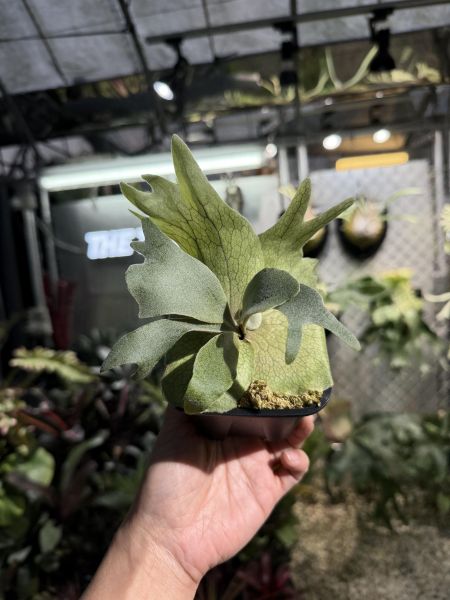 P. willinckii Pinkie Sporeling 