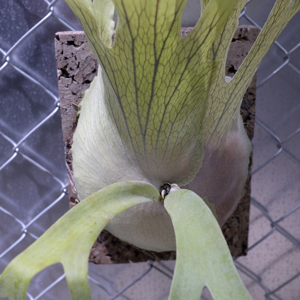 P willinckii 