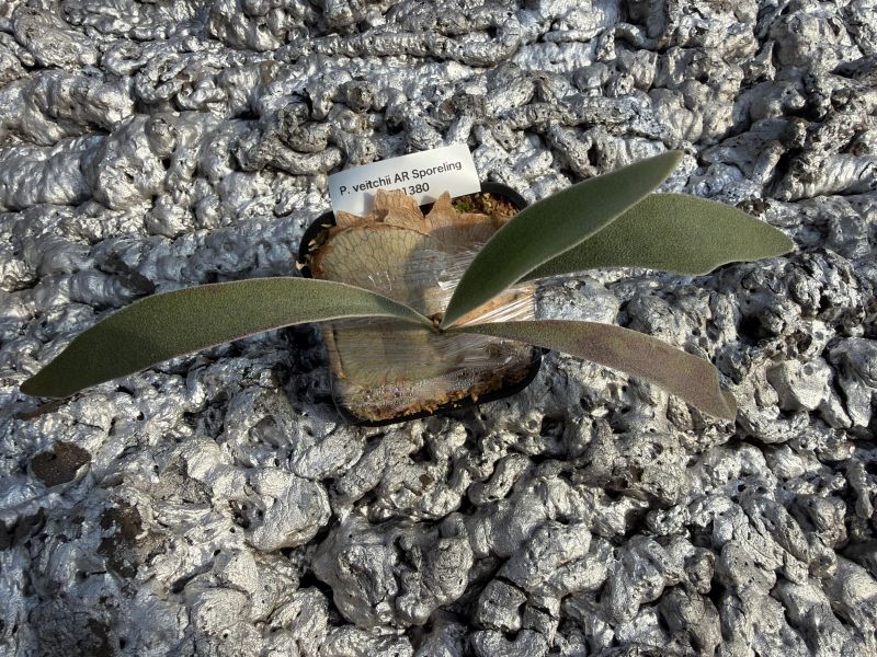 P. veitchii "Auburn River " Sporeling  奧本河銀鹿鹿角蕨孢子苗 