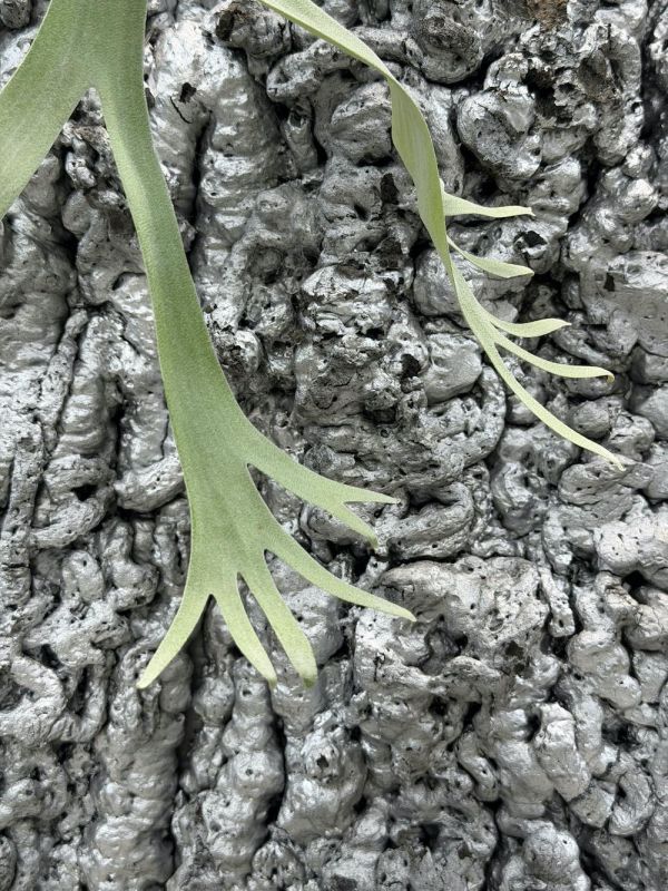 P. willinckii Cloud Series 