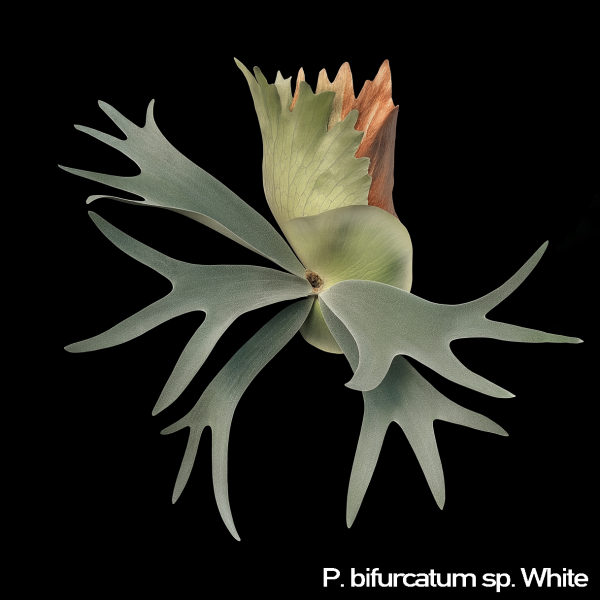 P. sp. White