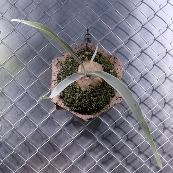 P. veitchii "Lemoinei" #2 