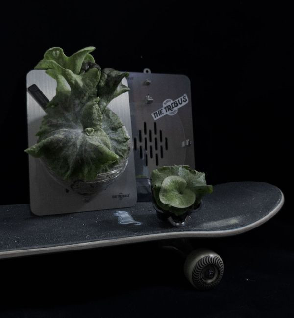 Nature Re-Engineered Set 植物組合 