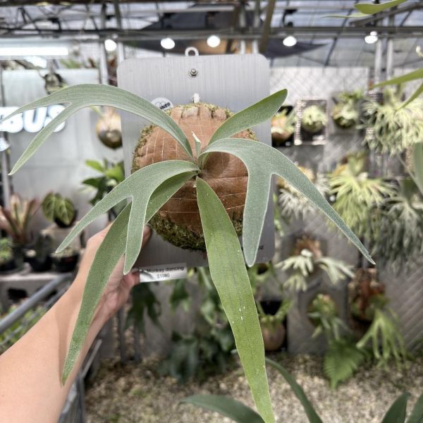 P. willinckii “Manta Wing” 
