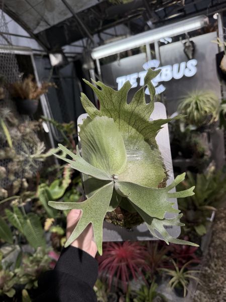 P. willinckii “Manta Wing” 曼塔之翼 