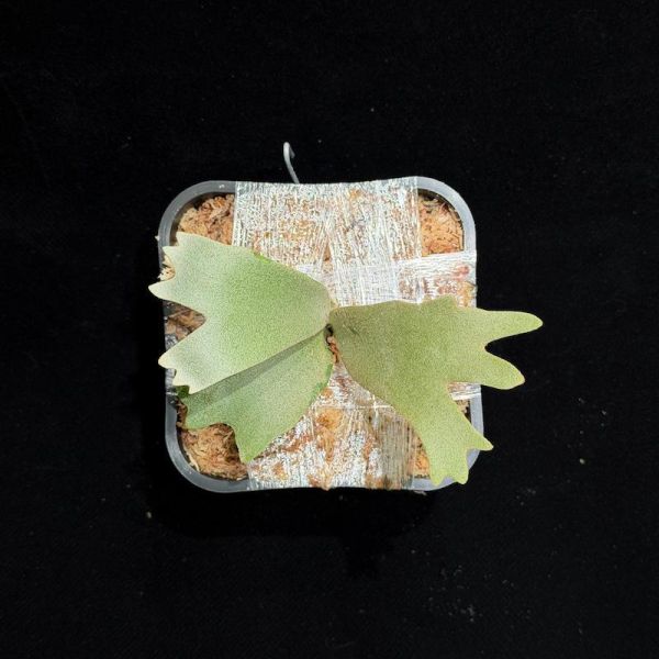 P. willinckii " OMG " 