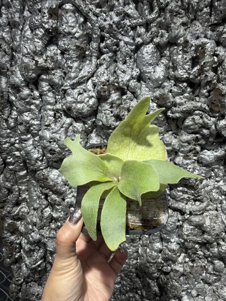 P. willinckii Pinkie Sporeling 