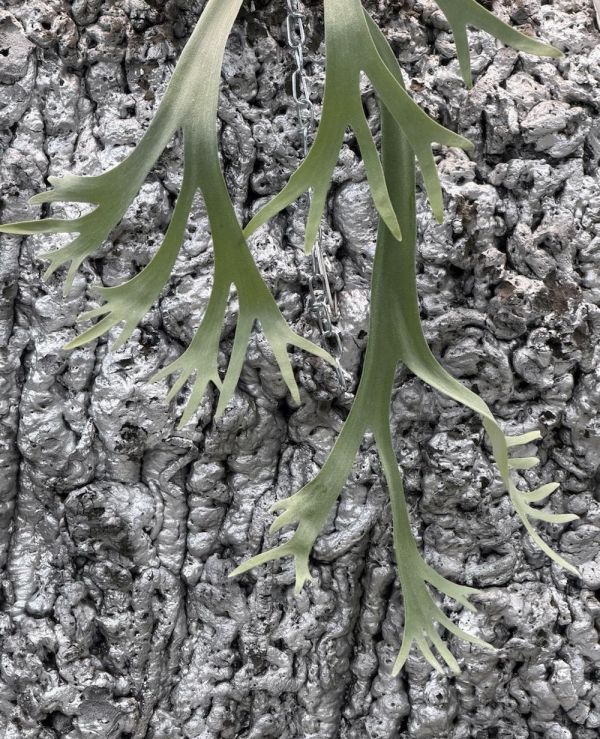 P. willinckii Cloud Series 