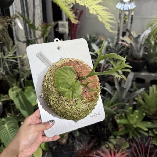 P. ridleyi "Pakarang" Sporeling 