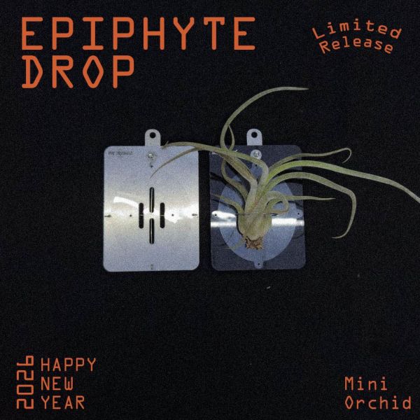 2026空氣鳳梨福箱 