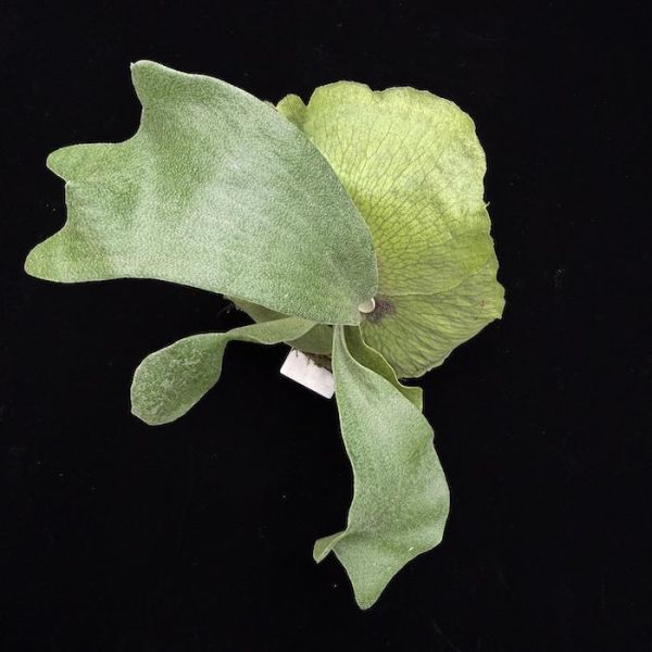 P. hillii "Shadow fold" 
