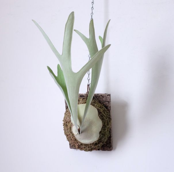 Platycerium "Doitung"  