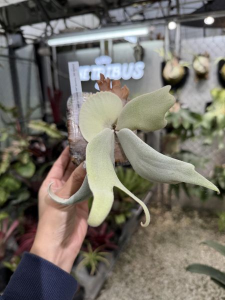 P. willinckii "Copper Will Sporeling" 