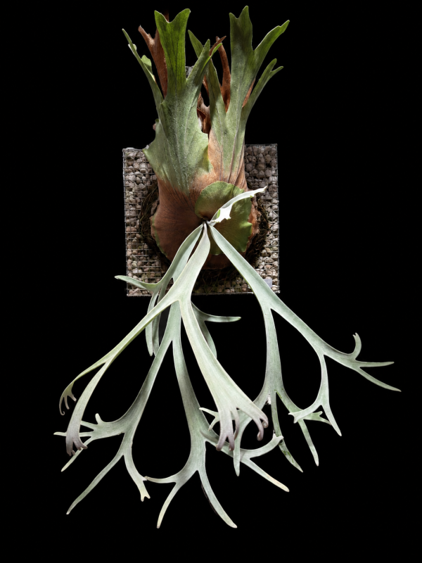 P. willinckii Nadare Sporeling