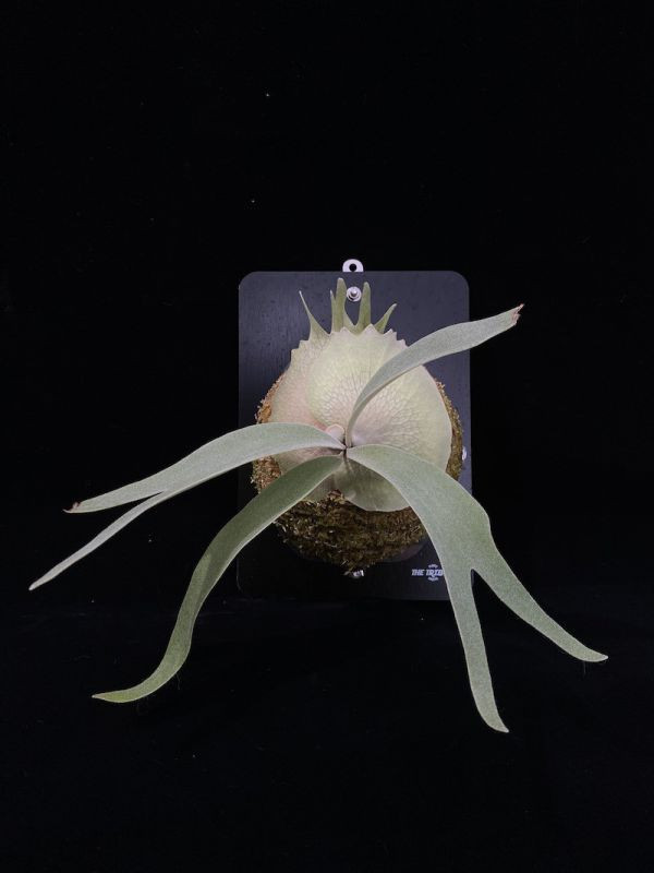 P. veitchii "Auburn River" x P. willinckii "Yellow Moon" 