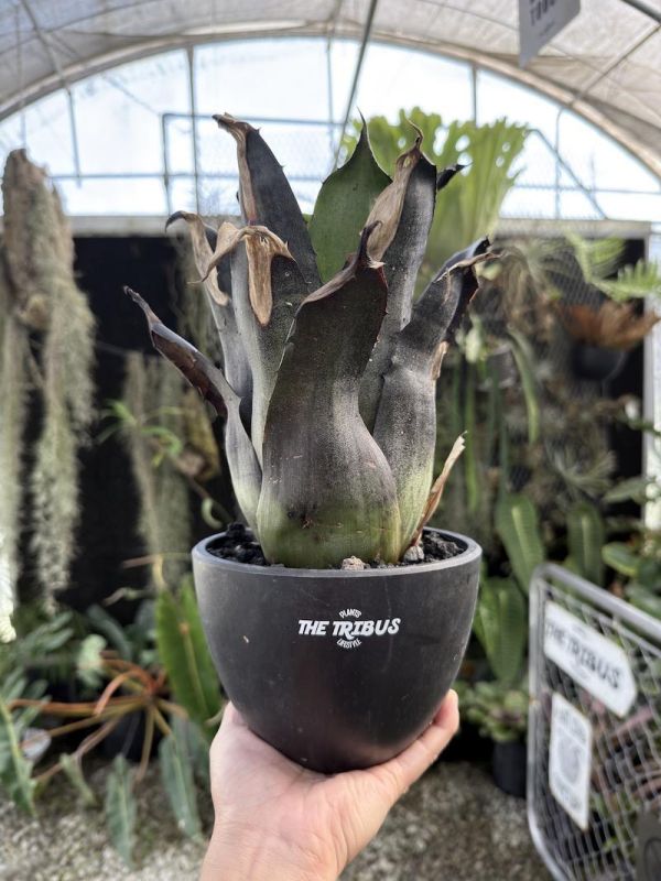 Hohenbergia leopoldo horstii "dark clone" 球花積水鳳梨 