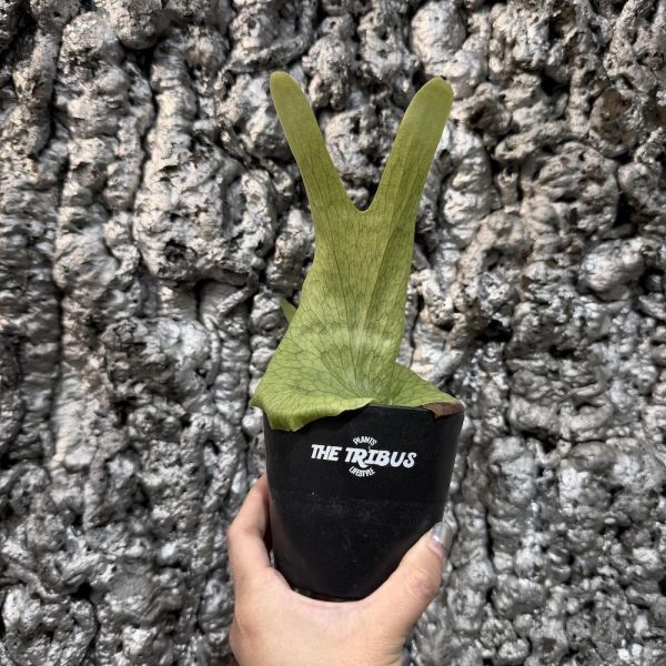 P. Wandae High Finger Sporeling 高冠女王 