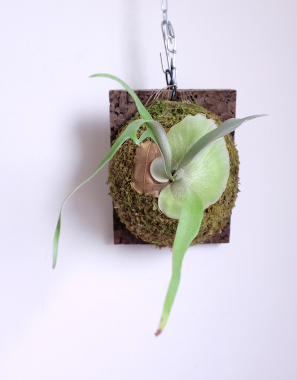 P.willinckii cv. Rain 目前我覺得最纖細的胞子葉表現母本來自