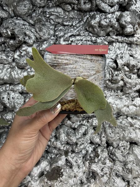 P. willinckii Pinkie Sporeling 