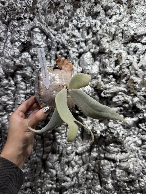 P. willinckii "Copper Will Sporeling" 