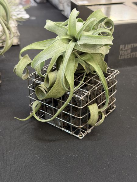 電捲空氣鳳梨組合 