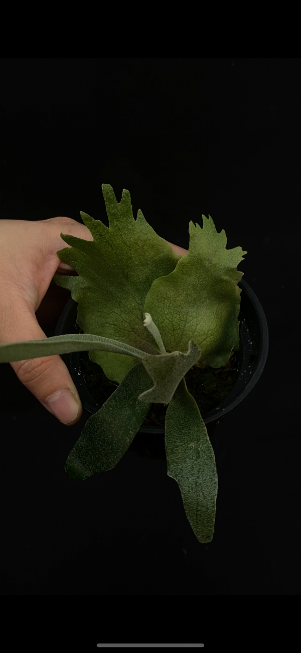 P. willinckii Foythong  sporeling  selection 
