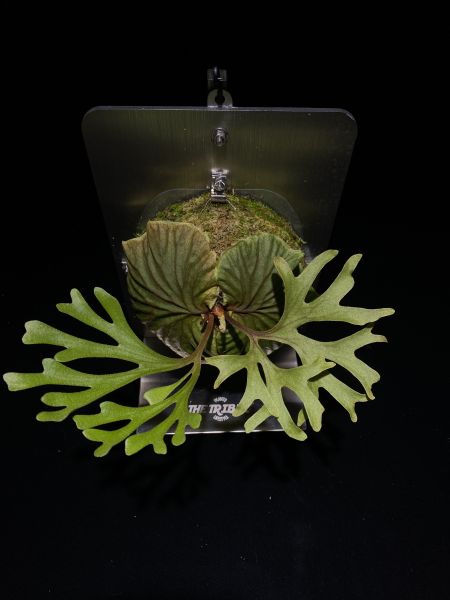 細葉亞洲猴腦孢子苗 P. ridleyi thin sporeling 