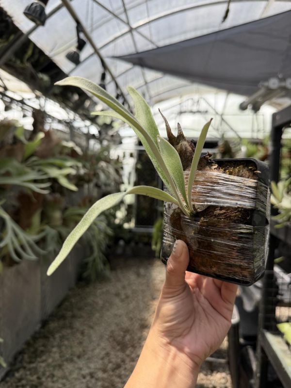 High Finger x veitchii AR 