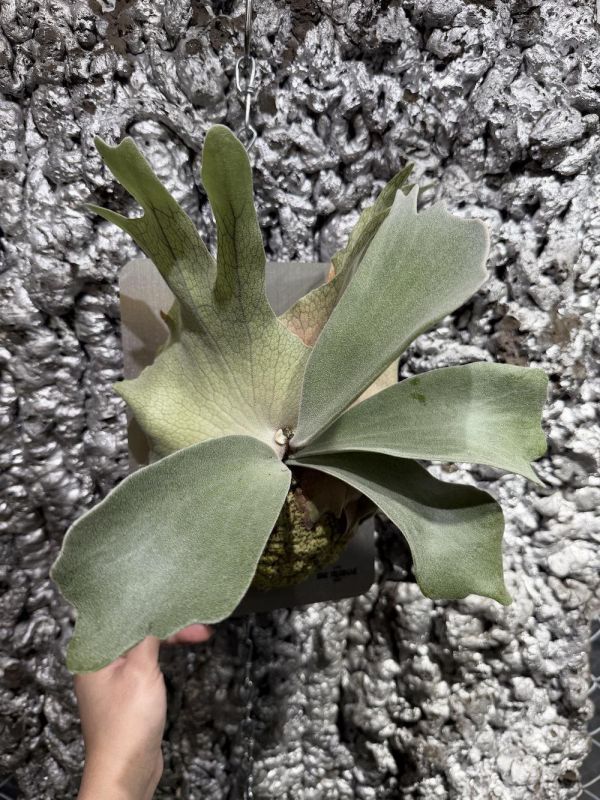 銀華,奧本河銀鹿鹿角蕨 混播苗 