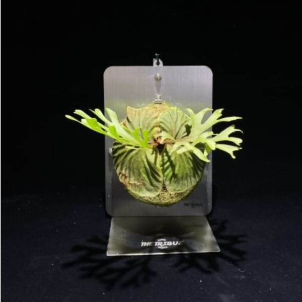 細葉亞洲猴腦孢子苗 P. ridleyi thin sporeling 