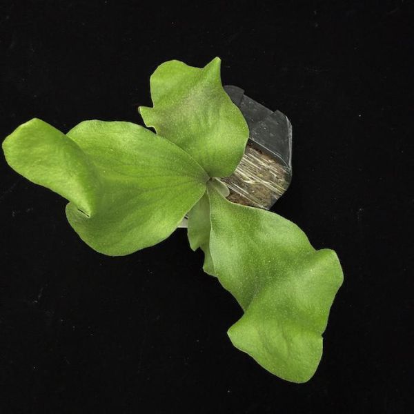 P. hillii "Shadow fold" 