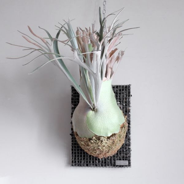 Platycerium veitchii "leimoinei" #2 立葉檸檬鹿角蕨 