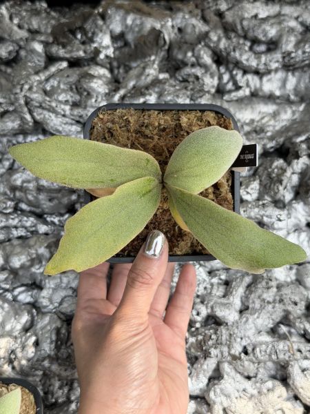 P.willinckii "Zero" 零 