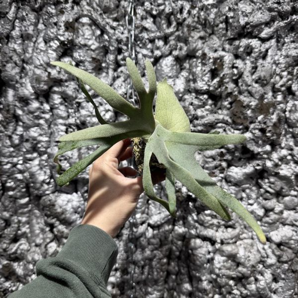 P. willinckii " JadeGirl " 