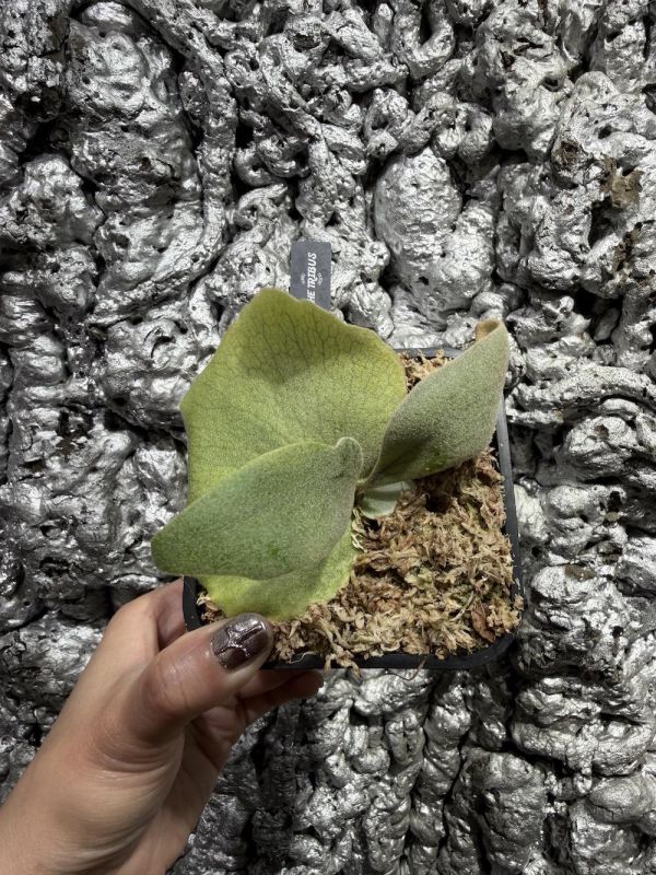 P.willinckii "Zero" 零 