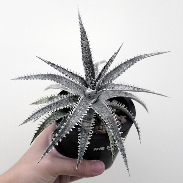 Dyckia (T-Rex x HH) x 