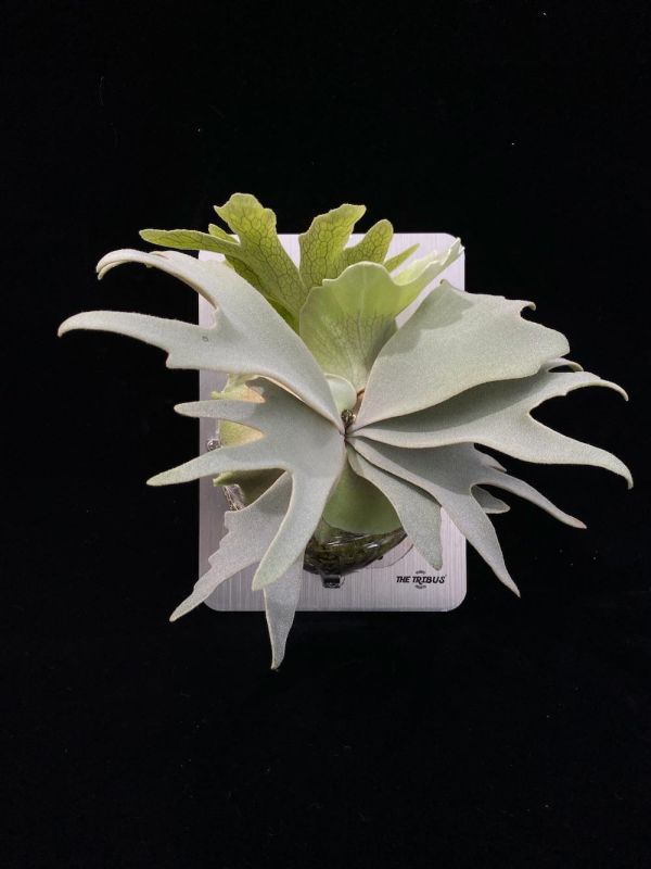 P. CCS × Wild Cat 棉花雲,野貓混播苗 