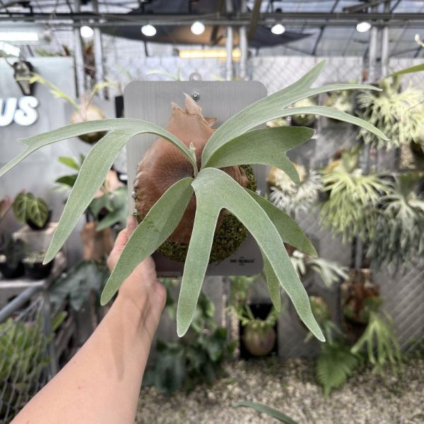 P. willinckii “Manta Wing” 
