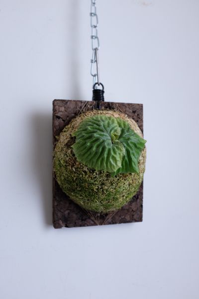 P. madagascariense 非洲猴腦鹿角蕨 