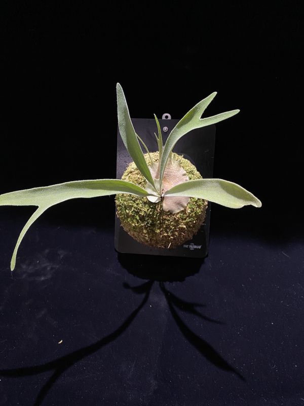 P. veitchii "Auburn River " Sporeling  奧本河銀鹿鹿角蕨孢子苗 