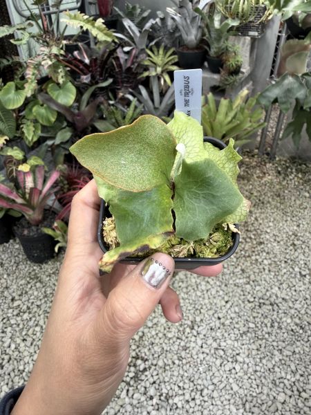 P.  Ginka, P.veitchii “Auburn River” Mix 
