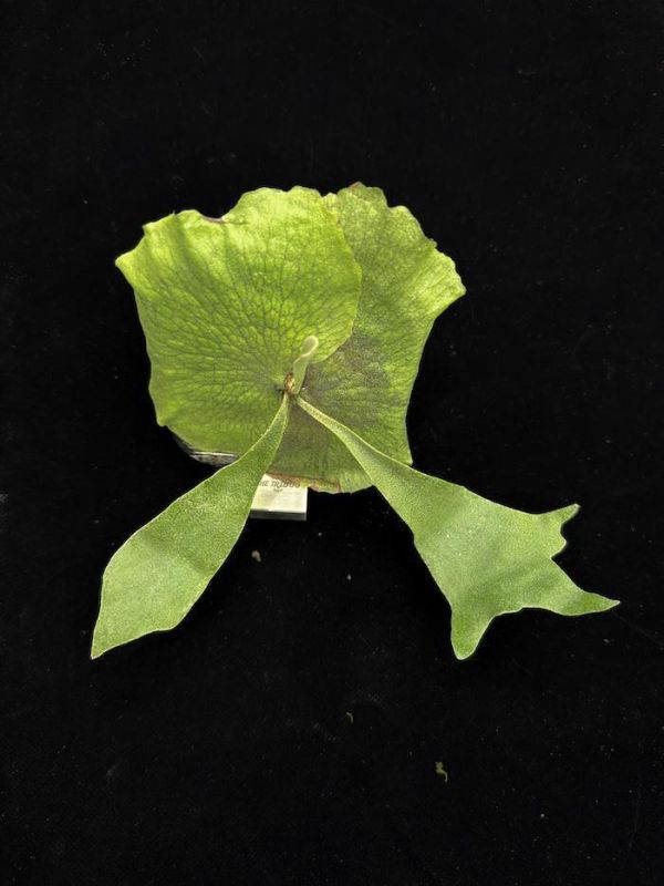 P. hillii "Shadow fold" 