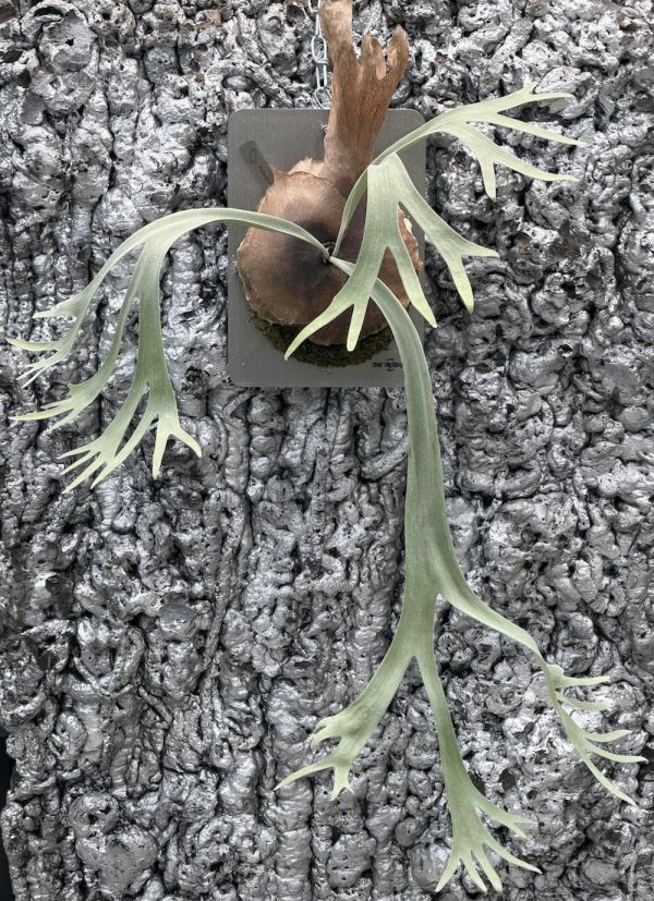 P. willinckii Cloud Series 