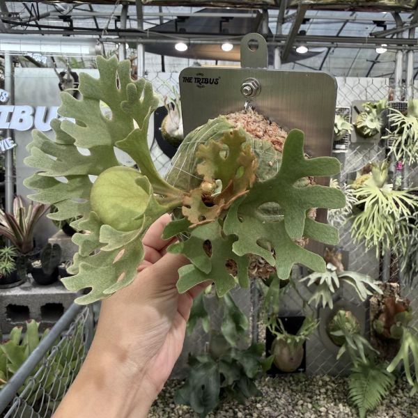 P. ridleyi silvery dwarf 