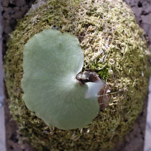 Platycerium alcicorne "madagascar" 馬達加斯加圓盾鹿角蕨 