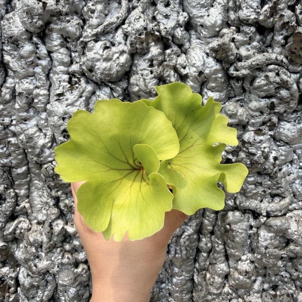 圓葉亞洲猴腦鹿角蕨 