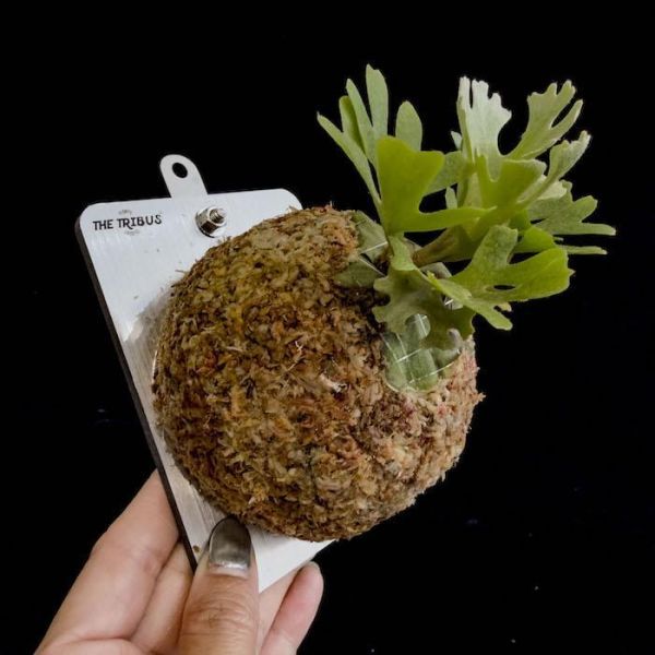 P. ridleyi silvery dwarf 